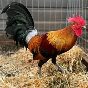 Blue Face Rooster