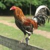Dom gamefowl