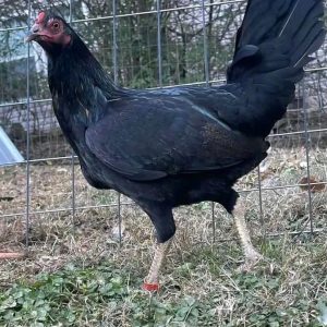 Mcrea Hen