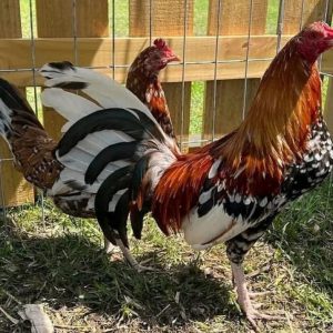 Spangle hatch Pair