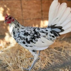 Splash mug pullet
