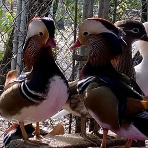 Mandarin Pair