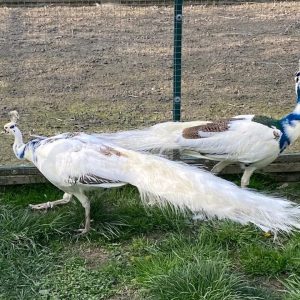 Peacock peid pair
