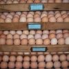 White Plymouth Rock Hatching Eggs