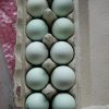 Easter Egger Hatching Eggs