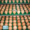 Rhode Island Red Hatching Eggs